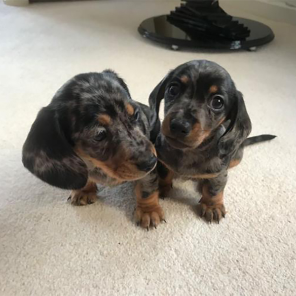 Buy healthy, cheap and affordable Akc Dachshund Puppy for sale online